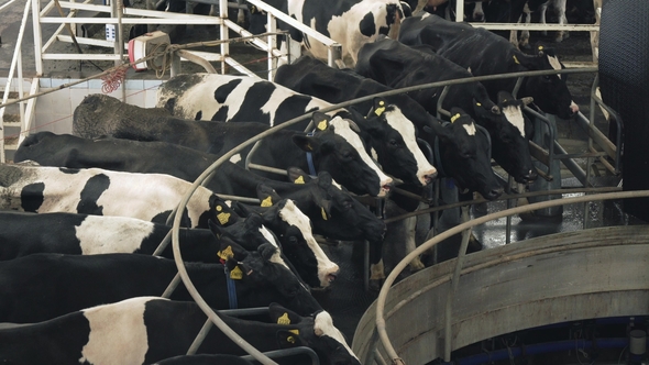 Automated Milking of Cows on Farm alt