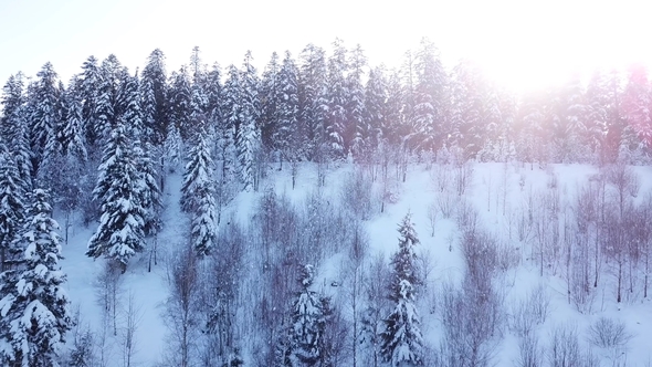 Winter Coniferous Forest. Aerial View, Stock Footage | VideoHive