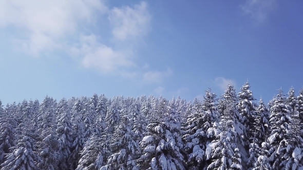 Winter Forest in Sunny Weather, Snowflakes Fall. Aerial View alt