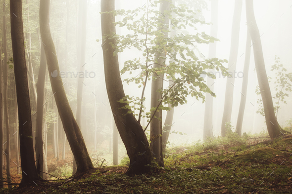 Misty woods with strange light - Stock Photo - Images