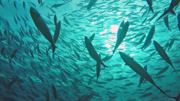 Huge Schools of Fusiliers and Mackerels in the Light Flooded Ocean