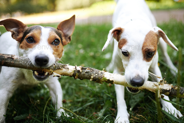 Getting a store second jack russell