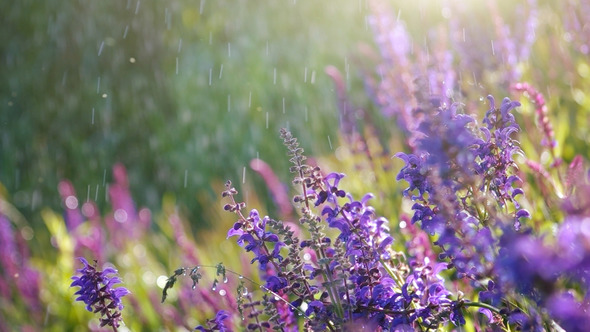 Lavender Flowers in Summer Rain
