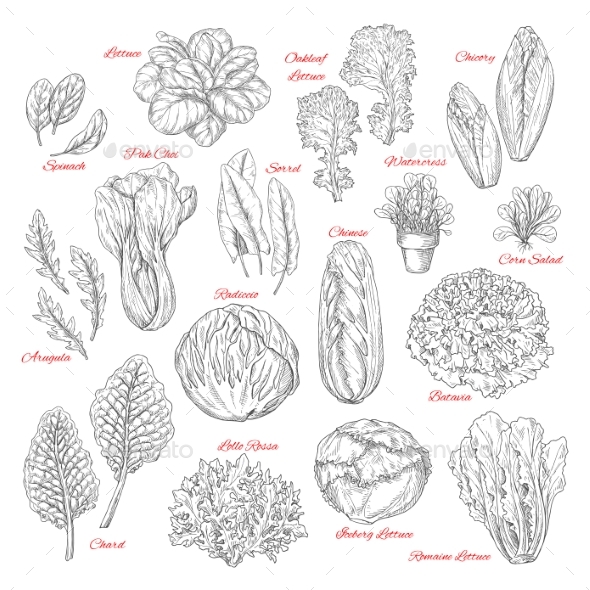 Vector Sketch Icons of Salad Leafy Vegetables - Food Objects