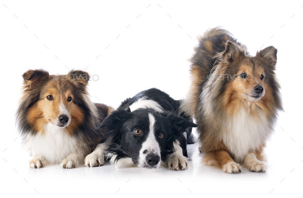 Three Dogs In Studio Stock Photo By Cynoclub Photodune