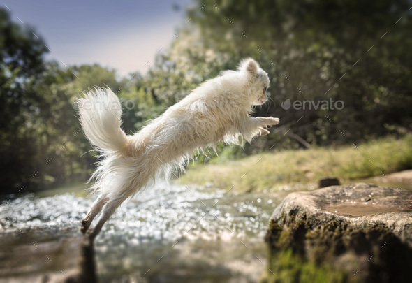 chihuahua jumping in nature Stock Photo by cynoclub | PhotoDune