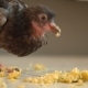 A Sick Pigeon with a Bald Groin Eats Millet From the Floor - VideoHive Item for Sale