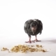 A Hungry Little Bird on a White Background Runs Up To the Grain and Eats - VideoHive Item for Sale