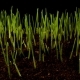 Germinating Sprouts of Wheat. - VideoHive Item for Sale