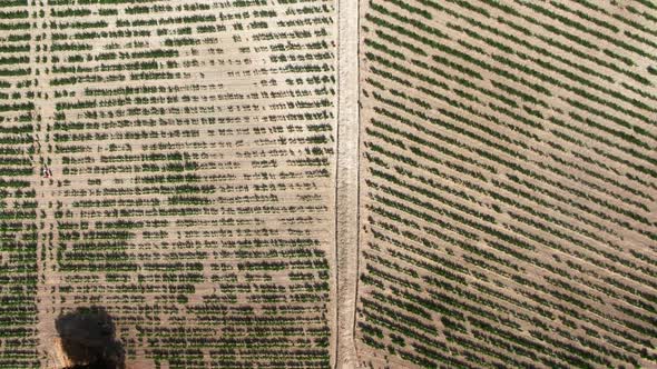 High Angle View Field with Wine Grapes Growing on Summer Day Outdoors alt