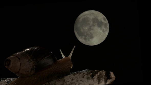 The Giant African Snail Akhatin Looks Dreamily at the Moon alt