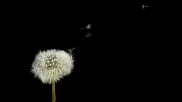 Amazing Macro Shot of Dandelion Being Blown in Super Slow Motion on Black Background alt