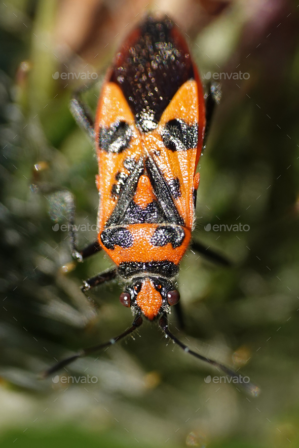 Cinnamon bug (Corizus hyoscyami) Stock Photo by DennisJacobsen PhotoDune