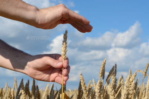 Human hands with wheat ears. Crop protection and care concept Stock Photo by e_mikh