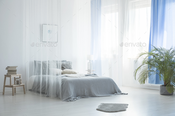 Fur and plant near canopy bed in white and blue bedroom interior Stock Photo by bialasiewicz