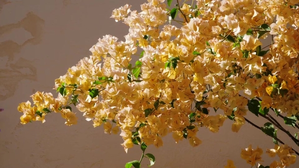 Blooming Beige Oleander . Oleander Flowering with Beautiful Beige Flowers alt