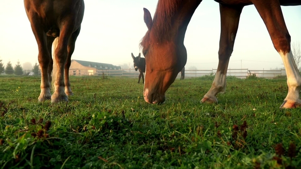 Brown Horse Eating Grass at Rural Field