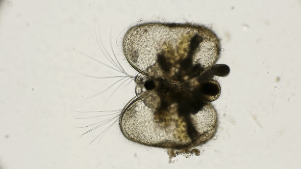 Ostracoda Crustacean Mollusks with Open Shell Under a Microscope alt