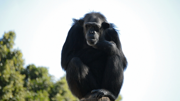 Chimpanzee in a Tree alt