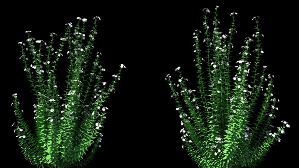 4K Capitatus Plant Growing Timelapse alt