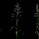 4K Red Canary Grass Growing Timelapse - VideoHive Item for Sale