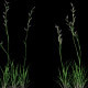 4K Deschampsia Plant Growing Timelapse - VideoHive Item for Sale