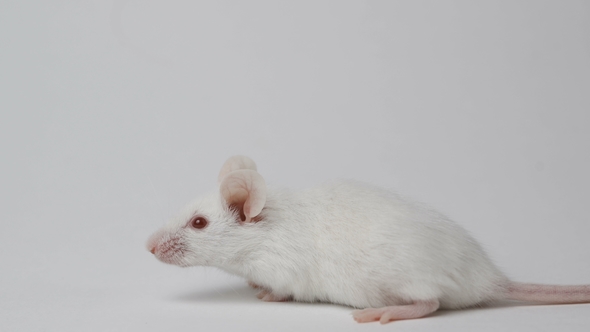 White Mouse on White Background, Stock Footage | VideoHive