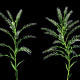 4K Dittander Plant Growing Timelapse - VideoHive Item for Sale