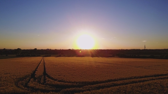 Aerial View of a Wheat Field in Golden Sunlight