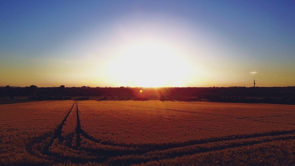 Aerial View of a Wheat Field in Golden Sunlight