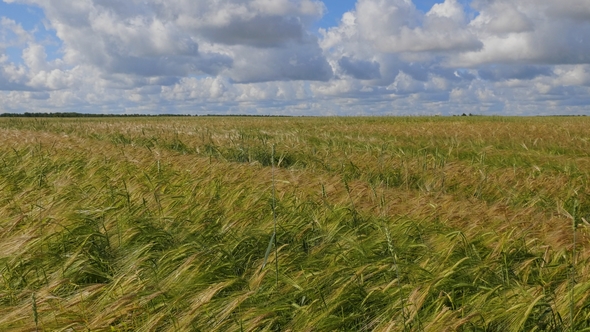 Fields of Wheat at the End of Summer Fully Ripe