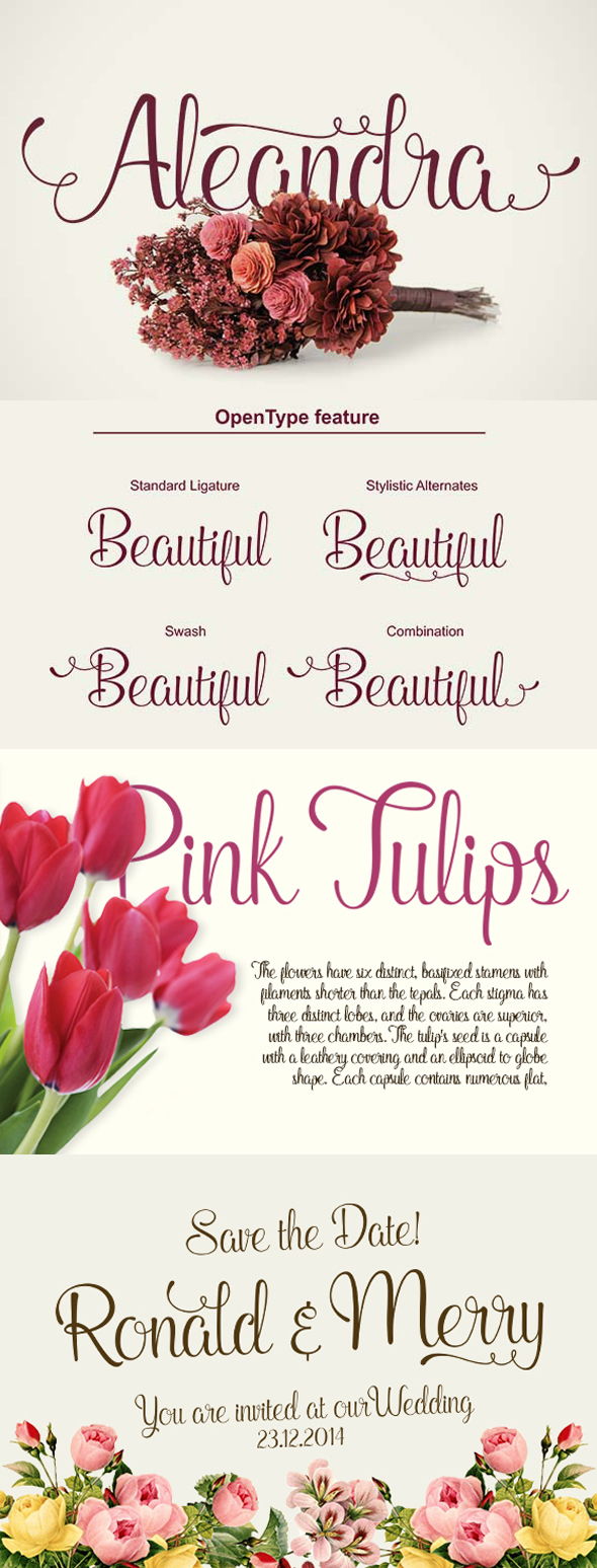 Aleandra Script - Script Fonts