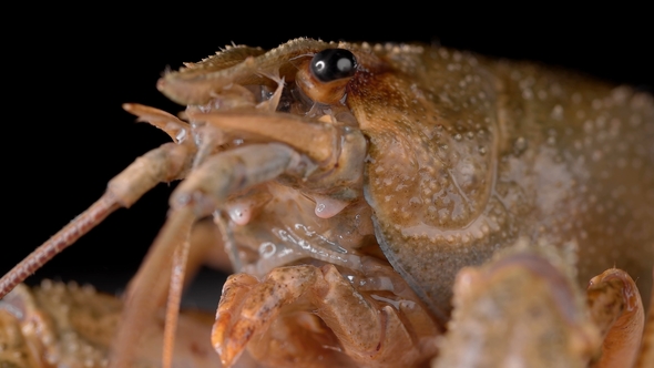 Mouth and Respiratory Part of the River Cancer alt