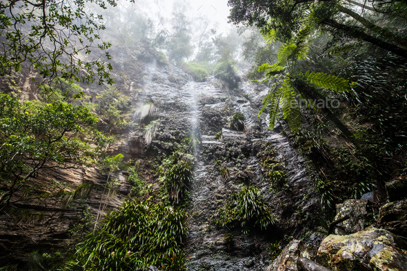 Twin Falls hike in the Springbrook National Park, Australia Stock Photo by mvaligursky