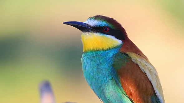 Bird with Magnificent Plumage Color
