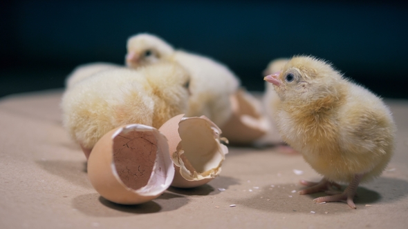 Yellow Chicks and Eggshells, Poultry Chickens Are Hatched, Sitting Near Eggshells alt