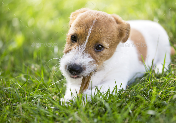 Puppy dog chewing a bone Stock Photo by Elegant01 | PhotoDune