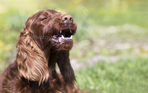 Funny barking pet dog showing his teeth Stock Photo by Elegant01 | PhotoDune