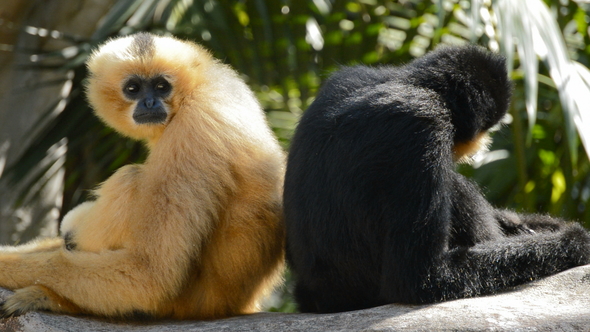 Yellow Cheeked Gibbon alt