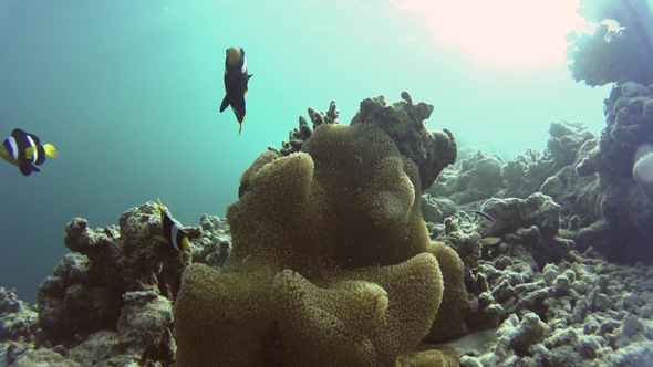 Clownfish Surrounding Their Beautiful Anemone