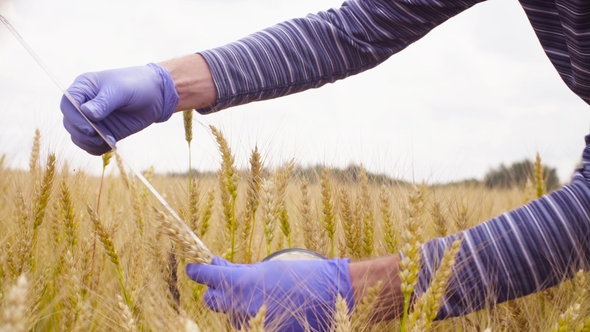Hand of Ecologist Examining Wheat
