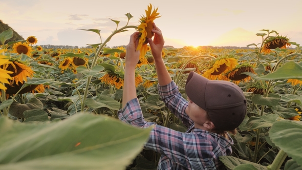 A Young Woman Farmer Checks the Readiness of a Sunflower To Harvest in the Rays of the Setting Sun alt
