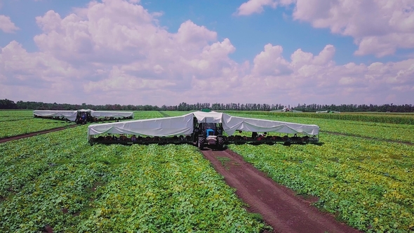 Harvesting of Young Cucumbers on the Field, in a Modern Mechanized Way, for Canning Gherkins alt