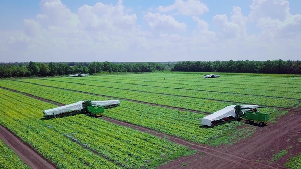 Harvesting of Young Cucumbers on the Field, in a Modern Mechanized Way, for Canning Gherkins alt