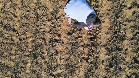 Workers Harvesting in a Saffron Field at Autumn alt