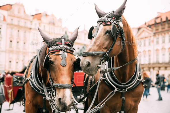 Prague, Czech Republic. Two Horses In Old-fashioned Coach At Old Stock Photo by Grigory_bruev