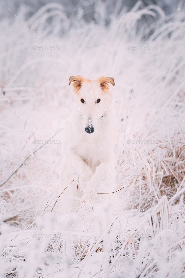 Russian Wolfhound Hunting Sighthound Russkaya Psovaya Borzaya Do Stock Photo by Grigory_bruev