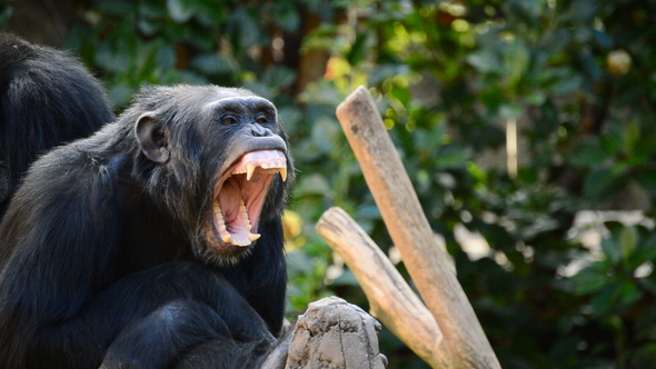 Common Chimpanzee Yawning alt