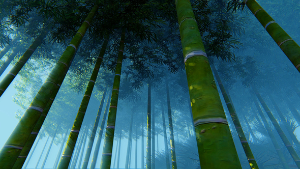 Bamboo Thickets