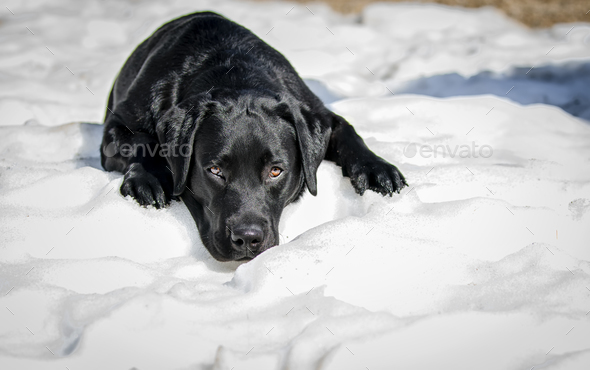 Lab puppy on the snow - Stock Photo - Images